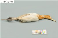 藏品(黃頭鷺)的圖片